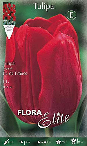 Flora Elite 226946 Triumph Tulpe Ile de France (10 Stück) (Tulpenzwiebeln) von Flora Elite
