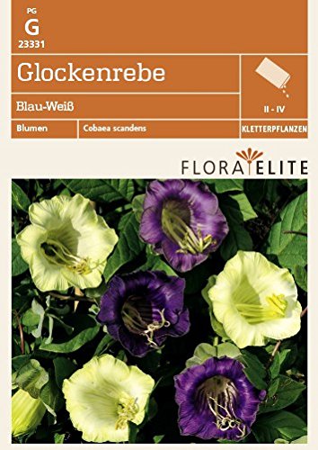Flora Elite 23331 Glockenrebe Blau-Weiß (Glockenrebesamen) [MHD 06/2018] von Flora Elite