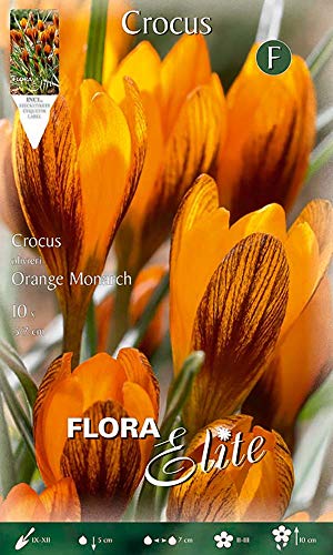Flora Elite 789359 Krokus Orange Monarch (10 Stück) (Krokuszwiebeln) von Flora Elite