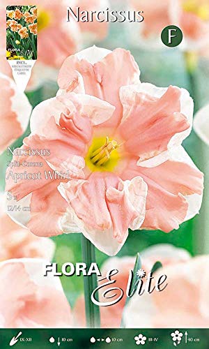 Flora Elite 789366 Split Corona Narzisse Apricot Whirl (5 Stück) (Narzissenzwiebeln) von Flora Elite