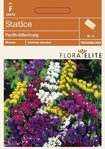 Statice Pacific-Mischung von Flora Elite von Flora Elite