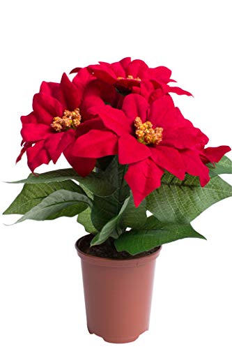 künstliche Poinsettie (Weihnachtsstern) mit 6 samtigen Blüten in braunem Kunststofftopf (rot) von Flora-Seta GmbH