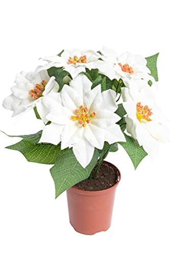 Flora-Seta künstliche Poinsettie (Weihnachtsstern) mit 6 samtigen Blüten in braunem Kunststofftopf (Creme-weiß) von Flora-Seta GmbH