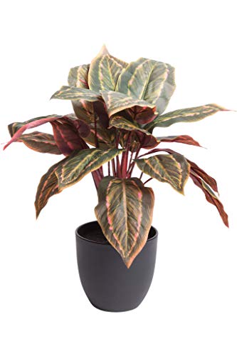 Kunstpflanze (Alocasia, Dieffenbachia, Calathea) Höhe 40-50 cm im schwarzen Kunststofftopf (Calathea) von Flora-Seta GmbH