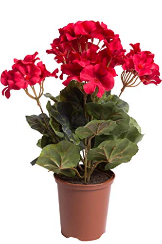 Flora-Seta künstliche Geranie (Geranienbusch) mit 7 Stielen und 3 kleinen und 4 größeren Blütenköpfen im Kunststofftopf (rot) von Flora-Seta