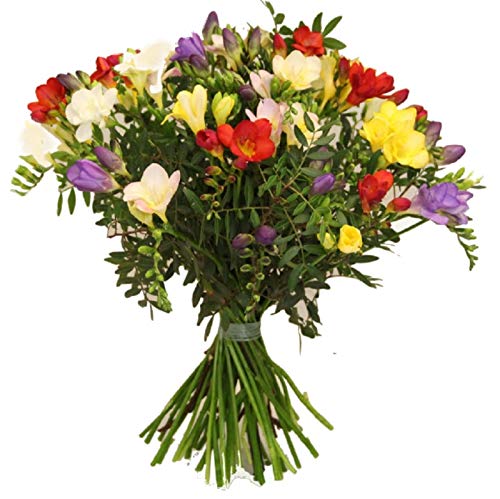 Flora Trans- Blumenstrauß mit frischen Freesien -Blütenduft - Geburtstag - Lieferung innerhalb 1-2 Werktage von Flora Trans