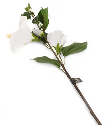 Floral Elegance künstlichen 92 cm Single Stem Weiß Hibiskus X 12 – Luxus Silk Flower Range von Floral Elegance (I-Fulfilment)