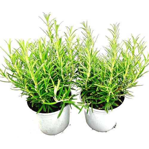 2er Set - Italienischer XL - Rosmarin (Rosmarius officinalis) 14cm Topf von Florapartner