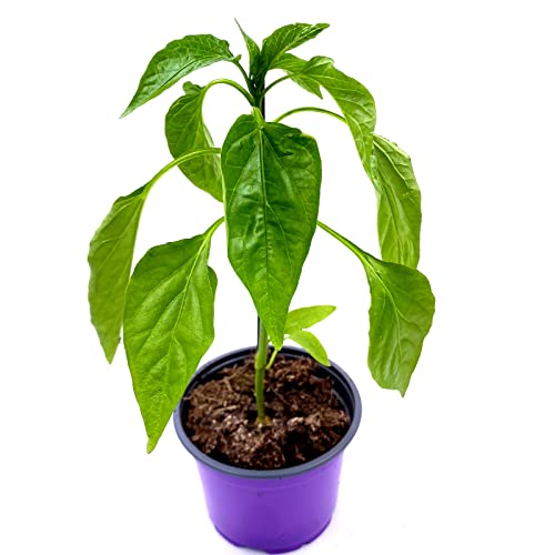 Balkon Paprika Pflanze CAPSICUM ANNUUM ‘MIDIRED‘ Gemüse Pflanze 2stk von Florapartner