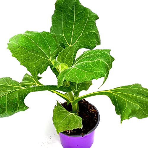 Inka Yacon "RED" Smallanthus sonchifolius 2er-Set Inka Yacon "RED" Smallanthus sonchifolius 2er-Set von Florapartner