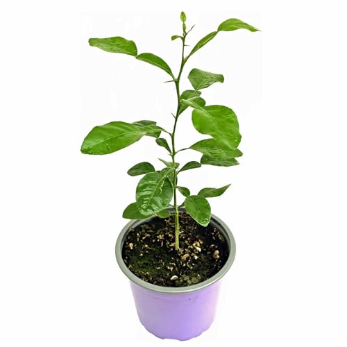 Kaffir-Limette Kaffernlimette (Citrus-hystrix) Mauritius-Papeda 2er-Set von Florapartner