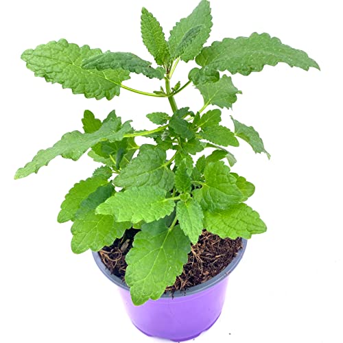 Knollenziest-Pflanze Stachys sieboldi "Crosne" 2er-Set von Florapartner