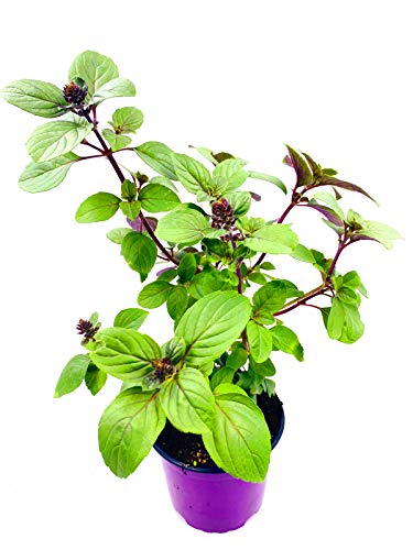 Kräuterpflanze FLORAPARTNER Strauchbasilikum African Blue Ocimum kiliman.x basilicum 2er Set Kräuterpflanze FLORAPARTNER Strauchbasilikum African Blue Ocimum kiliman.x basilicum 2er Set von Florapartner