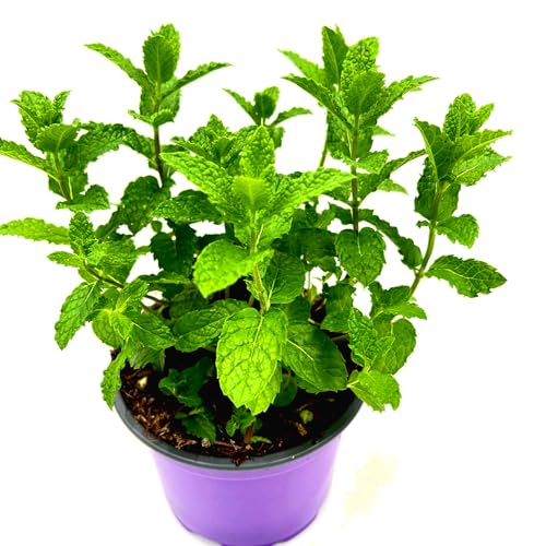3er-Set Marokkanische Tee-Minze (Mentha-spicata) 3Pflanzen von Florapartner