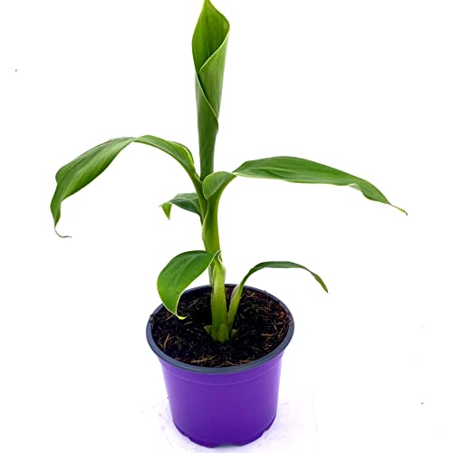 Musa-basjoo Bananenpflanze Winterharte-Banane 2er-Set Musa-basjoo Bananenpflanze Winterharte-Banane 2er-Set von Florapartner