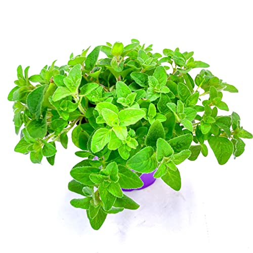 Oregano Pflanze Origanum vulgare Kräuter Pflanze 4stk. von Florapartner