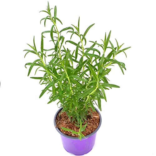 Rosmarin Pflanze Gourmet-Rosmarin `Abraxas` Rosmarius officinalis 1 stk. von Florapartner