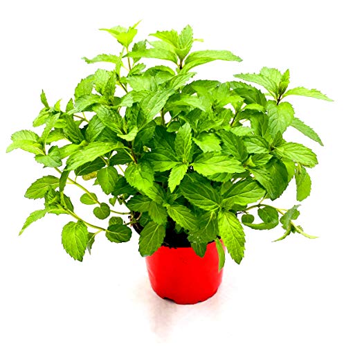 Schweizer Minze Mentha spicata"Swiss" Kräuterpfanze 2 stk. von Florapartner