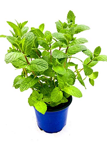 Spanische Minze Mentha spicata"Hispanica" Kräuterpfanze 1 stk. von Florapartner