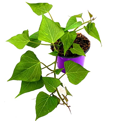Süßkartoffel `Erato Oange` Ipomea batata 2er Set von Florapartner
