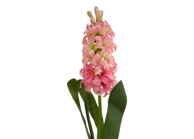 Kunstblume Künstliche Hyazinthe 44cm ROSA, Floratexx GmbH von Floratexx GmbH