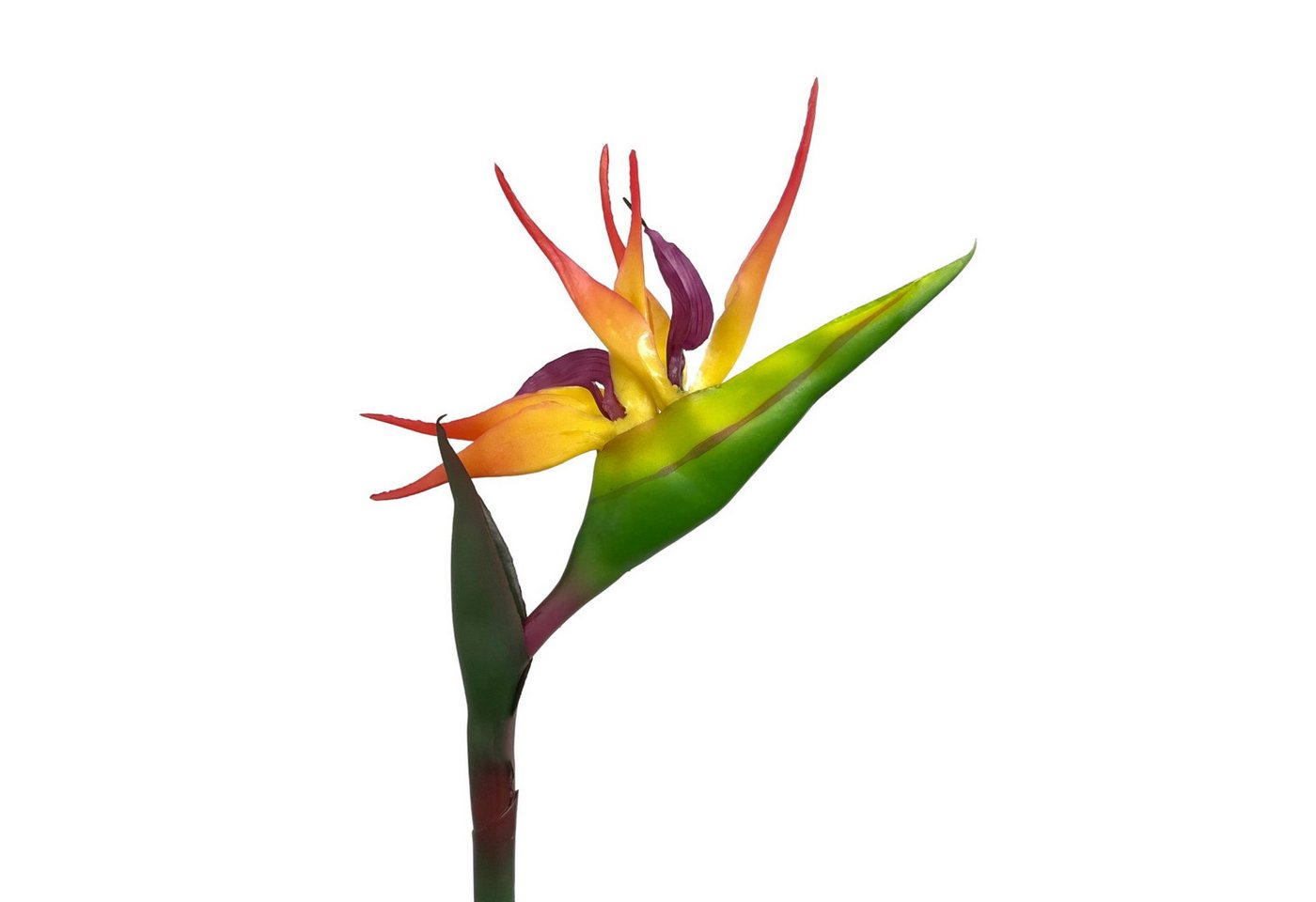 Kunstblume Künstliche Strelitzie ca. 83cm Paradiesvogelblume Papageienblume, Floratexx GmbH Kunstblume Künstliche Strelitzie ca. 83cm Paradiesvogelblume Papageienblume, Floratexx GmbH von Floratexx GmbH