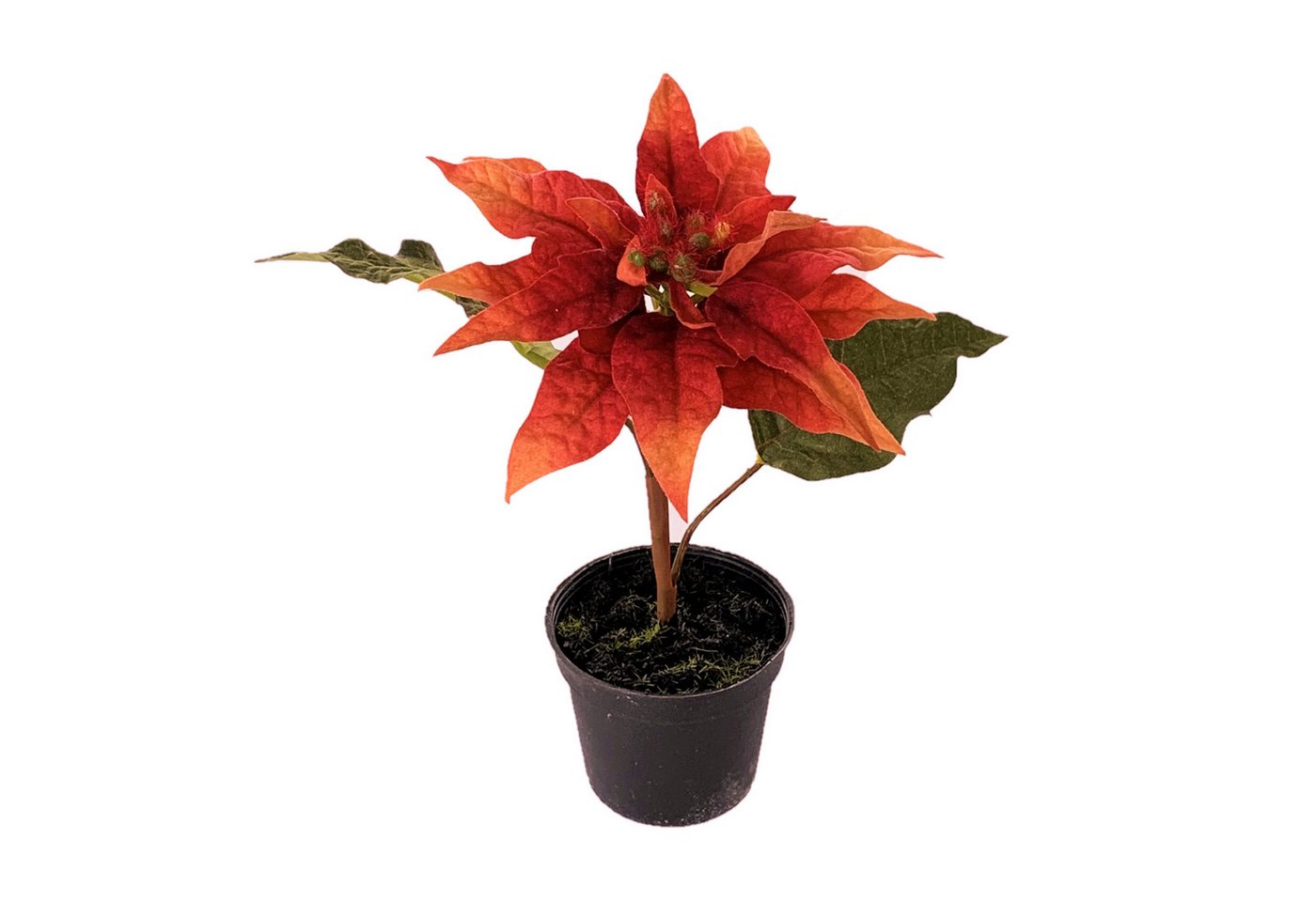 Kunstblume Kunstblume POINSETTIE im TOPF. 17 cm. Christstern in ORANGE, Floratexx GmbH Kunstblume Kunstblume POINSETTIE im TOPF. 17 cm. Christstern in ORANGE, Floratexx GmbH von Floratexx GmbH