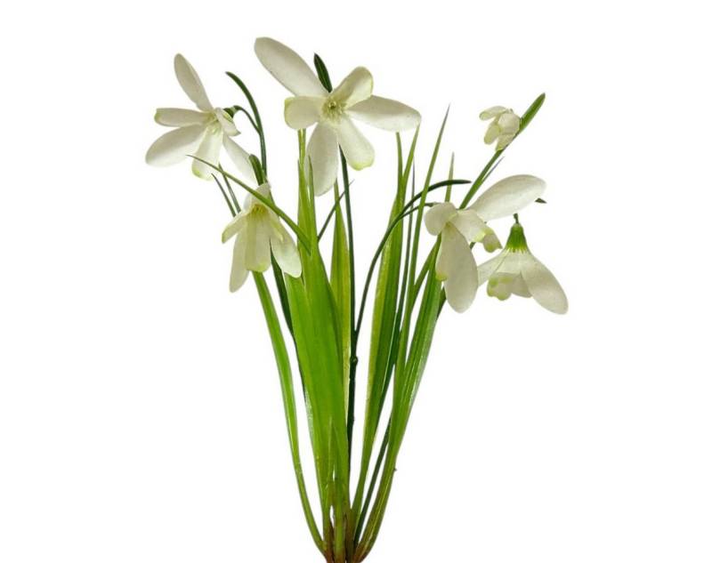 Kunstblume Kunstblume SCHNEEGLÖCKCHEN ca 27cm. Künstlicher Galanthus nivalis., Floratexx GmbH von Floratexx GmbH