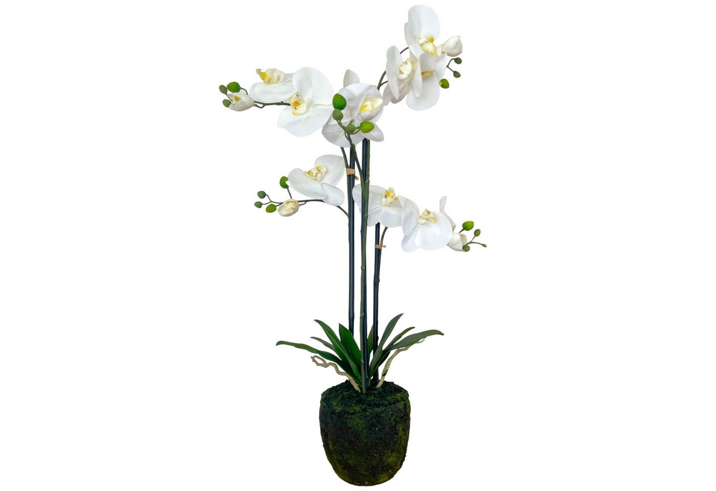Kunstorchidee Künstliche Orchidee im Moosballen 75cm, Floratexx GmbH Kunstorchidee Künstliche Orchidee im Moosballen 75cm, Floratexx GmbH von Floratexx GmbH