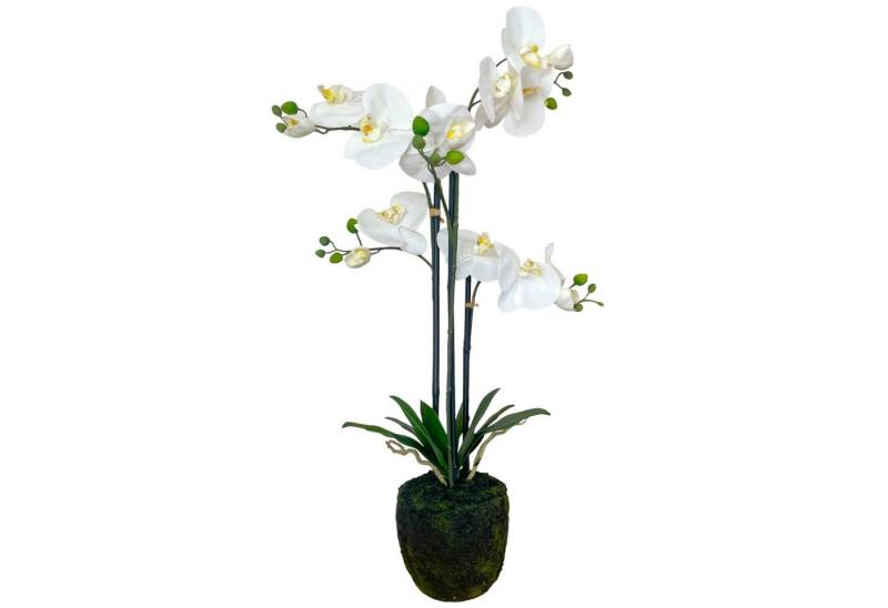 Kunstorchidee Künstliche Orchidee im Moosballen 75cm, Floratexx GmbH von Floratexx GmbH
