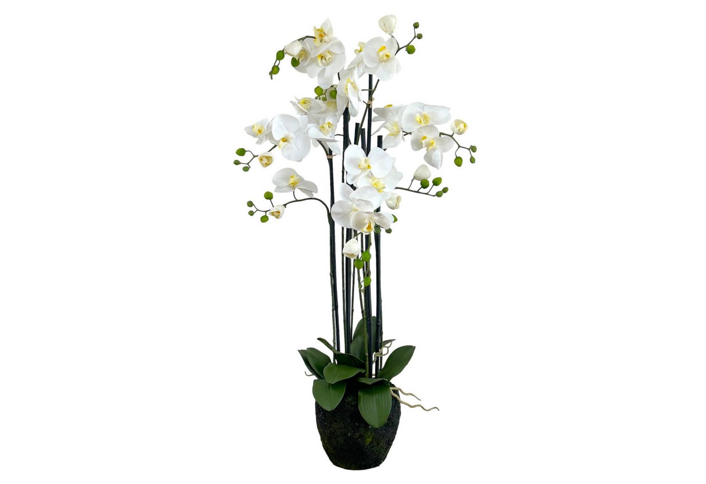 Kunstorchidee Künstliche Orchidee im Moosballen 96cm, Floratexx GmbH Kunstorchidee Künstliche Orchidee im Moosballen 96cm, Floratexx GmbH von Floratexx GmbH
