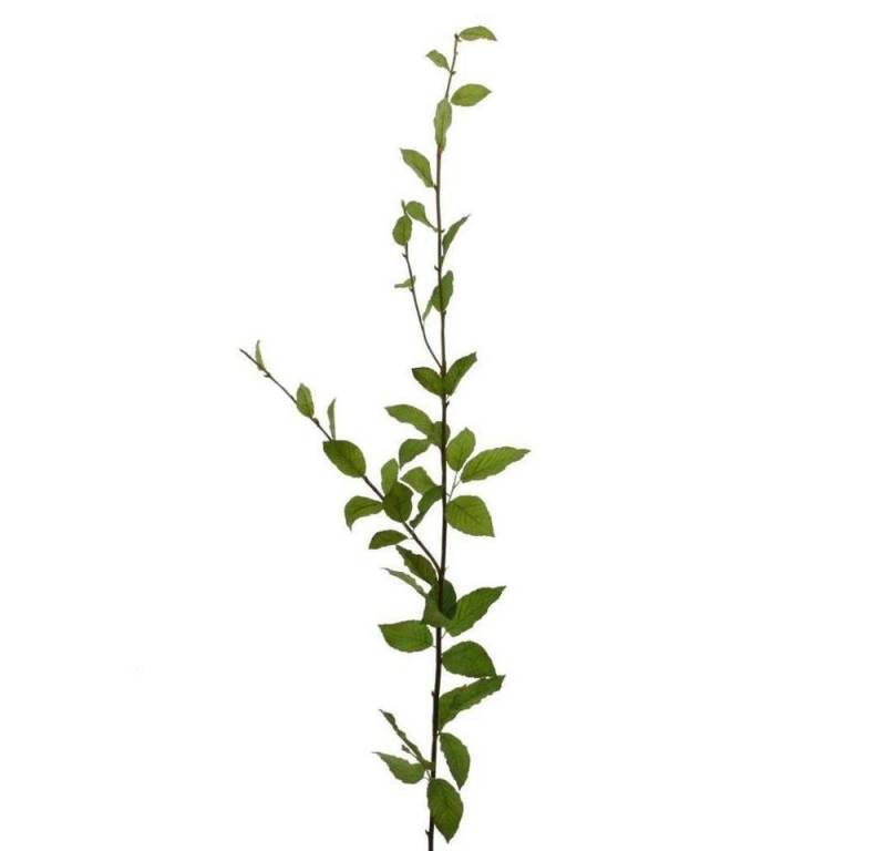 Kunstzweig Künstlicher BUCHE ZWEIG ca 127cm. Buchenzweig mit Blättern GRÜN, Floratexx GmbH, Höhe 127.00 cm von Floratexx GmbH