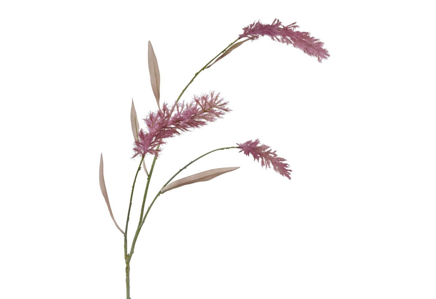 Kunstzweig Künstliches Pampasgras ca. 120cm Rosa BURGUND. Trockenblumen-Optik, Floratexx GmbH, Höhe 120.00 cm Kunstzweig Künstliches Pampasgras ca. 120cm Rosa BURGUND. Trockenblumen-Optik, Floratexx GmbH, Höhe 120.00 cm von Floratexx GmbH
