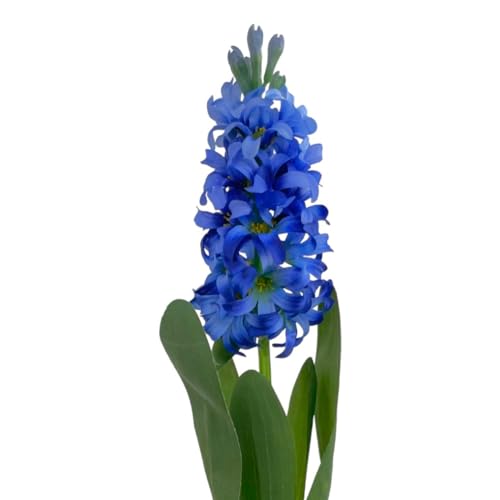 Floratexx Künstliche Hyazinthe 44cm BLAU, Künstliche Blumen Kunstblume Osterdeko Frühlingsdeko, 41050 04 von Floratexx