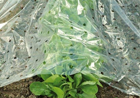 Frühbeetfolie L 10 x B 1,5 m gelocht hochtransparent, Beetfolie, Pflanzenfolie, Gartenfolie, Frühbeettunnel, Frühbeet, Anzucht von Floraworld