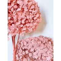 Getrocknete Konservierte Hortensien - Mittlerer Großer Kopf Gekräuselte Große Blütenblätter | Blume Blumenmuster Pfirsich Ton von FlorettePreserves