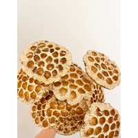 Getrockneter Konservierter Gold Lotus Pod Kopf | Getrocknete Blume Blumenmuster Boho Gesteck Diy Getrockneter Hochzeitsstrauß Getrockneter Konservierter Gold Lotus Pod Kopf | Getrocknete Blume Blumenmuster Boho Gesteck Diy Getrockneter Hochzeitsstrauß von FlorettePreserves