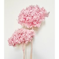 Großer Kopf - Konservierte Hortensien | Zuckerwatte Getrocknete Blumen Blumenmuster Natürliche Anordnung Diy Hochzeit von FlorettePreserves