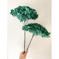 Smaragdkuchen Getrocknete Konservierte Hortensien - Großer Kopf Hohe Qualität | Getrocknete Blume Blumenmuster Natürliche Anordnung von FlorettePreserves
