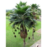 Fidschi Fächerpalme Pritchardia Thurstonii 5 Samen Fidschi Fächerpalme Pritchardia Thurstonii 5 Samen von Floridaseeds1