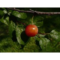 Flachhölzer Pflaume Prunus Umbellata 10 Samen von Floridaseeds1
