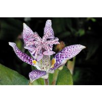 Kröte Lilie Trichyrtis Hirta 10 Samen von Floridaseeds1