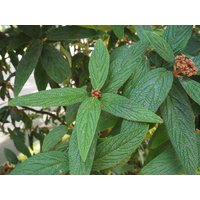 Lederblatt Viburnum Rhytidophyllum 100 Samen Lederblatt Viburnum Rhytidophyllum 100 Samen von Floridaseeds1