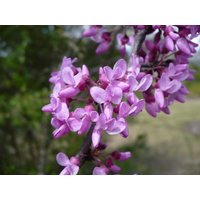 Östliche Rotknospe Cercis Canadensis 100 Samen Östliche Rotknospe Cercis Canadensis 100 Samen von Floridaseeds1