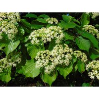 Pfeilholz Viburnum Dentatum 100 Samen von Floridaseeds1