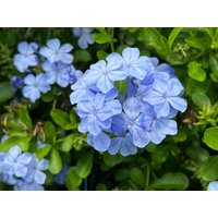 Plumbago 10 Samen Auriculata Plumbago 10 Samen Auriculata von Floridaseeds1