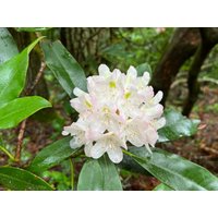 Rosebay Rhododendron Maximal 100 Samen von Floridaseeds1