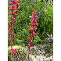 Rote Yucca Hesperaloe Parviflora 100 Samen Rote Yucca Hesperaloe Parviflora 100 Samen von Floridaseeds1