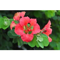 Roter Orchideen Baum Bauhinia Galpinii 5 Samen Roter Orchideen Baum Bauhinia Galpinii 5 Samen von Floridaseeds1