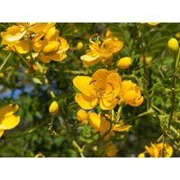 Schmetterlingsstrauch Senna Pendula 100 Samen Schmetterlingsstrauch Senna Pendula 100 Samen von Floridaseeds1